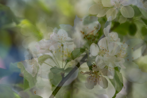 Apple Blossoms image