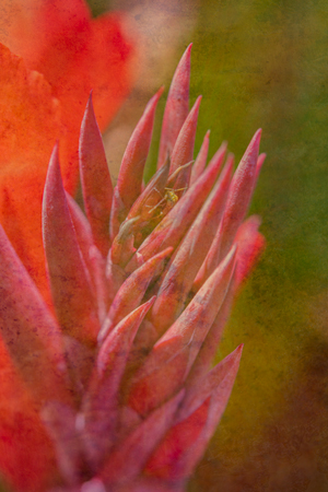 Canna Lily image