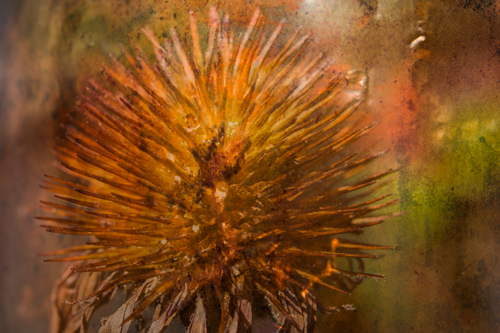 Cone Flower in Fall image