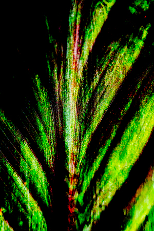 Hosta Leaf image