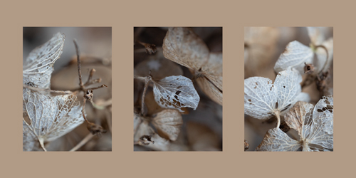 Hydrangeas image