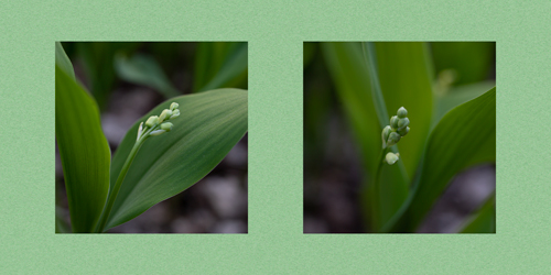 Lillies of the Valley Diptych image