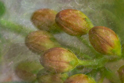 Orange Buds image