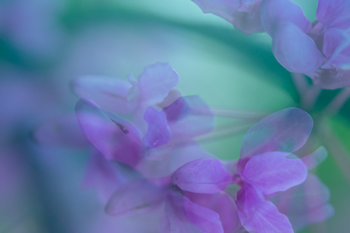 Dogwood Blossoms image