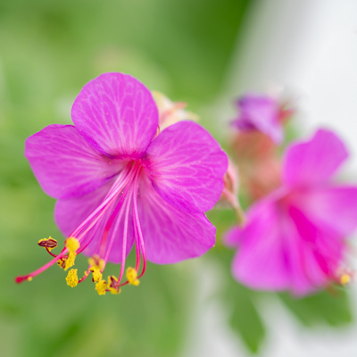 Sticky Geranium image