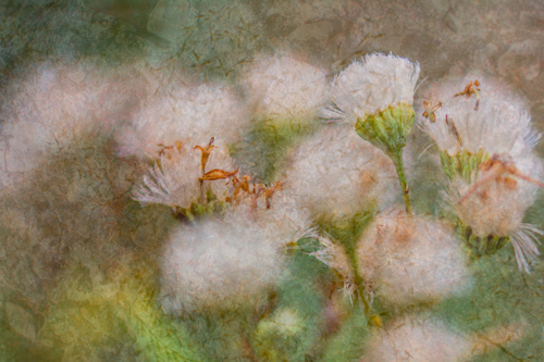 Wildflowers image