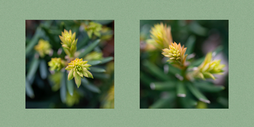 Yew Diptych image