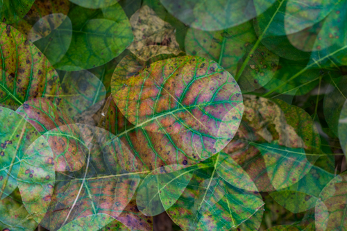 Smoke Tree Leaves image