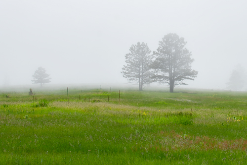 Foggy Meadow image