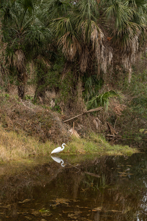 Lagoon Life image