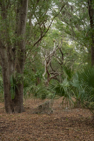 Palm Forest image