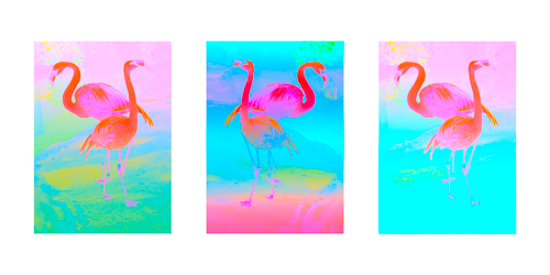 Dodgy Flamingoes image