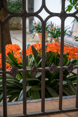 Lillies in Alcazar image