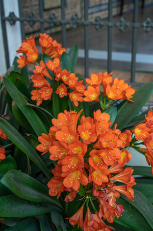 Lillies in Alcazar image